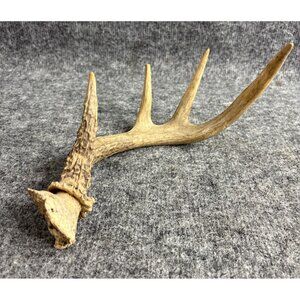 Deer Antler Shed Horn 4 Points Taxidermy Decor Craft Material #5